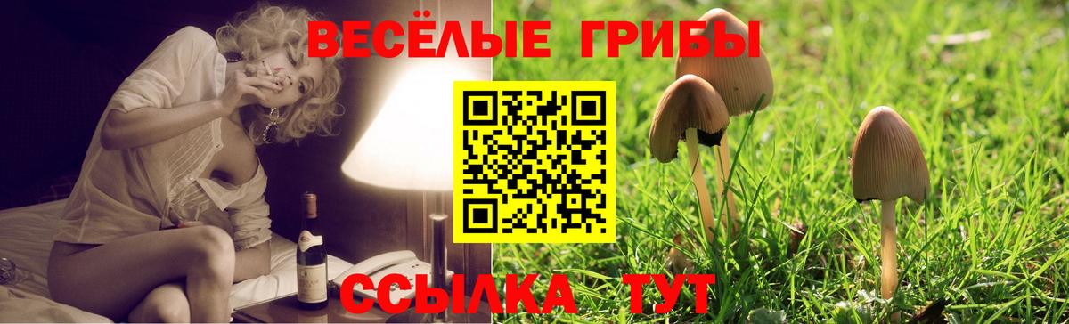 Псилоцибиновые грибы Cubensis Сыктывкар